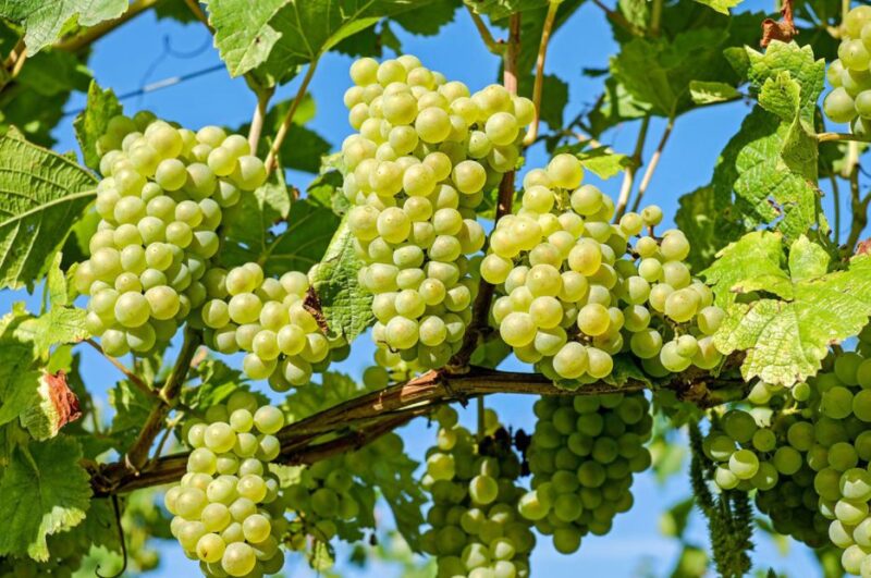 maquinaria vino para bodegas