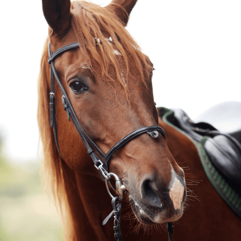 Rutas a caballo en Valencia